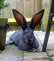 Thumbnail for version as of 13:13, 29 June 2013