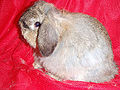 Thumbnail for version as of 00:09, 1 October 2012