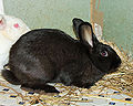Thumbnail for version as of 13:56, 29 June 2013