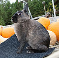 Thumbnail for version as of 13:57, 29 June 2013