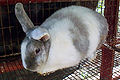 Thumbnail for version as of 13:26, 29 June 2013