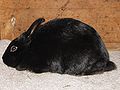 Thumbnail for version as of 20:27, 1 October 2012