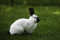 Thumbnail for version as of 02:15, 1 October 2012