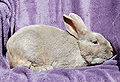 Thumbnail for version as of 13:28, 29 June 2013