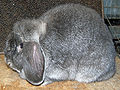 Thumbnail for version as of 13:29, 29 June 2013