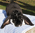 Thumbnail for version as of 13:51, 29 June 2013