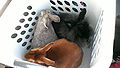 Thumbnail for version as of 19:15, 18 September 2014