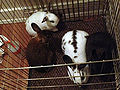 Thumbnail for version as of 16:38, 18 September 2014