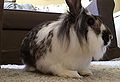 Thumbnail for version as of 01:28, 27 August 2014