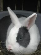 Rabbithabbit-vienna3.jpg