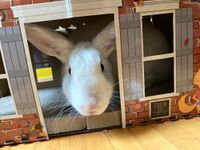 MS-rabbit2a.jpeg