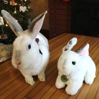 MS-rabbit5a.jpeg
