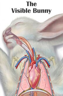 TheVisibleBunny.jpg