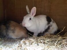 Rabbithabbit-vienna1.jpg