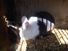 Rabbithabbit-vienna2.jpg