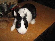 Rabbithabbit-vienna6.jpg