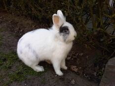 Rabbithabbit-vienna8.jpg