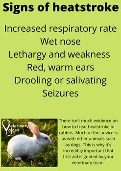 VeterinaryVoicesUK-HeatStroke2.jpg