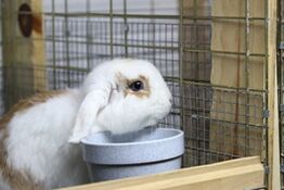 Bluemoonbunnies-vienna3.jpg