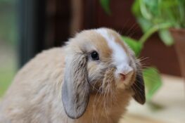 Bluemoonbunnies-vienna1.jpg