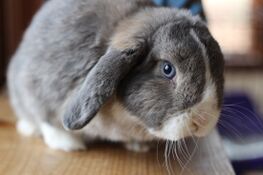 Bluemoonbunnies-vienna2.jpg