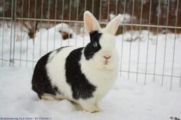 Rabbithabbit-vienna7.jpg