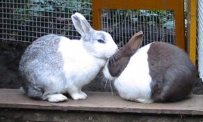 Rabbithabbit-vienna10.jpg