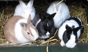 Rabbithabbit-vienna9.jpg
