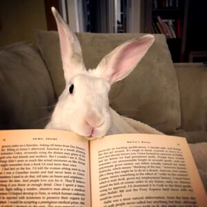 MS-rabbit6a.jpeg