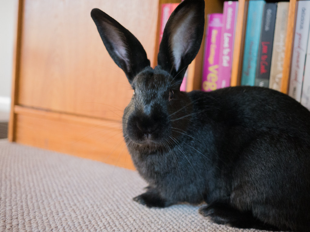 House Rabbits cc