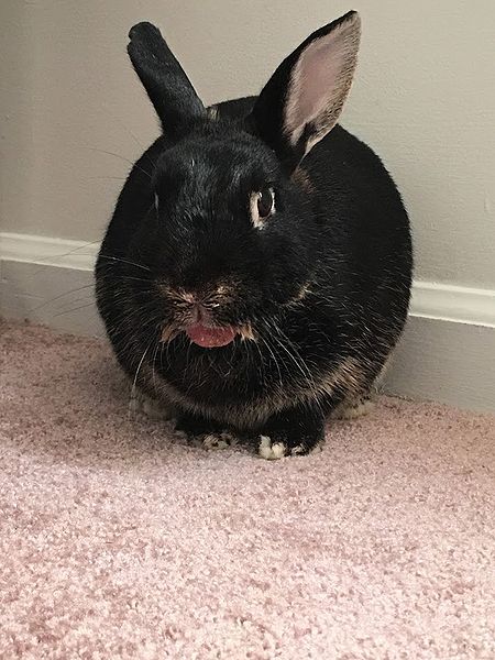 File:Burnt-bunny-tongue-wire.jpg