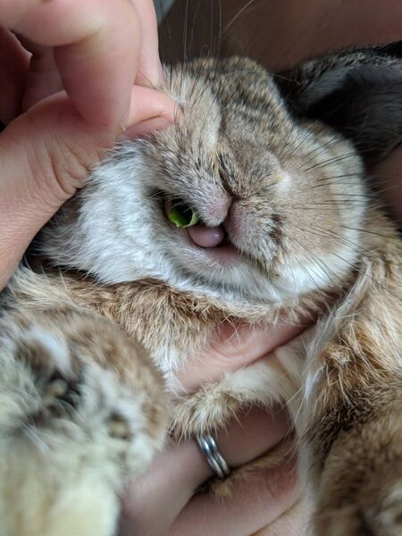 File:Lop-rabbit-spinach-stuck.jpg