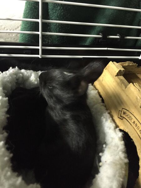 File:MelanisticEasternCottontail.jpg