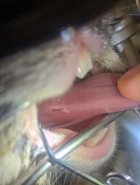 File:ToothIssues40-TrinityVeterinaryCentre-5-10-24-Pic.jpg