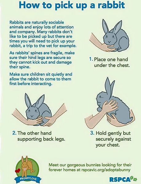 File:HowToHoldABunny.jpg