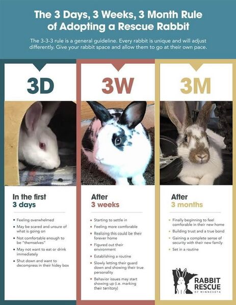 File:Rrm-rabbit-settle.jpg