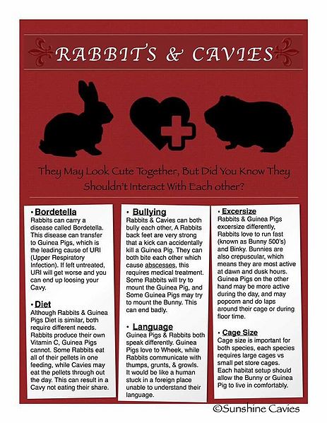 File:SunshineCavies-Rabbits.jpg
