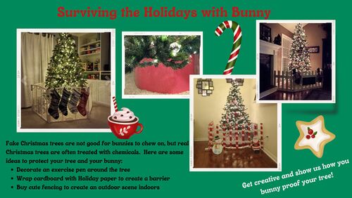 OrlandoRabbitCare&AdoptionsSurvivingTheHolidays.jpg