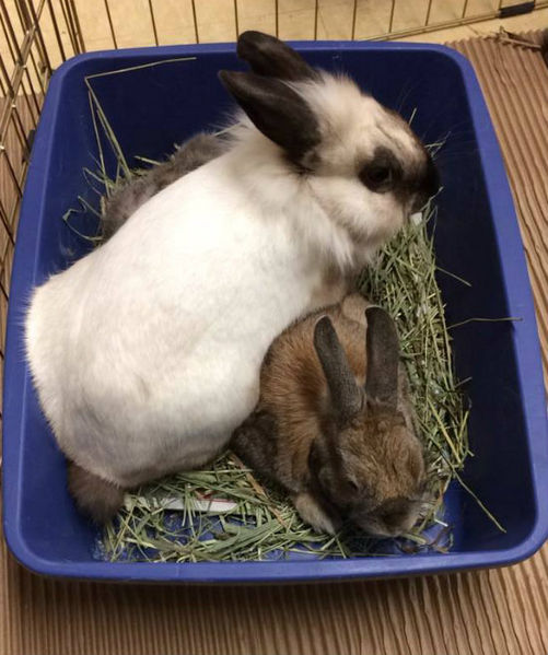 File:Kambrii lucian izzy speeddate.jpg
