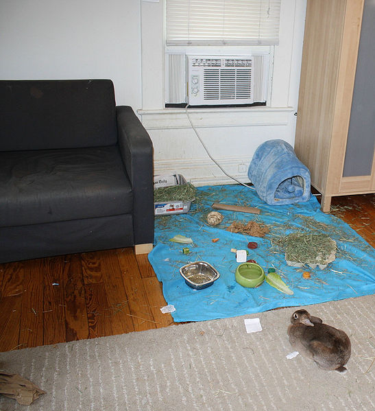 File:MinnieChillingInFrontAC1.jpg