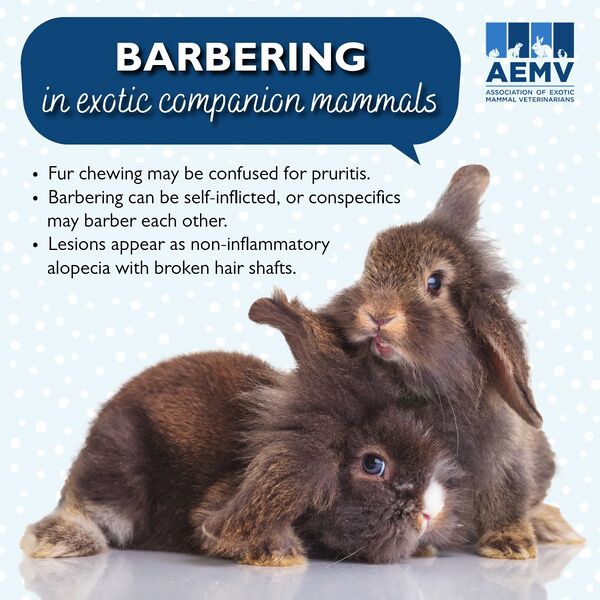 File:AEMV-Barbering1.jpg