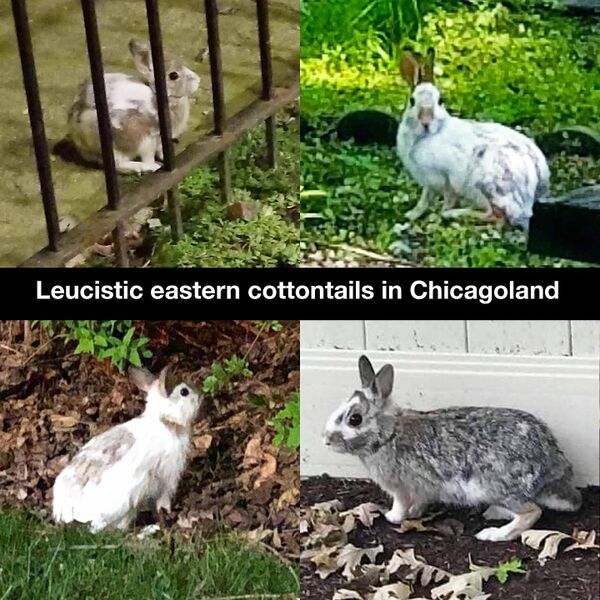 File:LeucisticEasternCottontailExamples-RedDoor.jpg