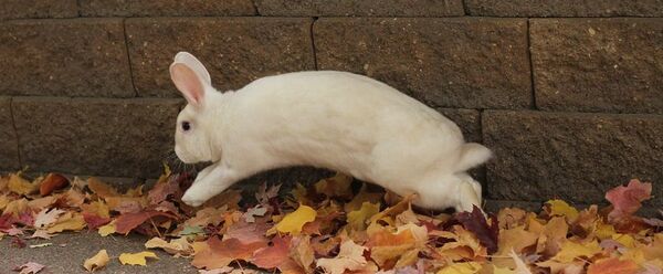 MS-rabbit1a.jpeg
