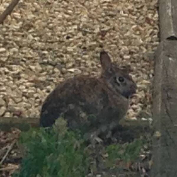 File:RedDoor-chubby-wild-cottontail-2013-11.jpg