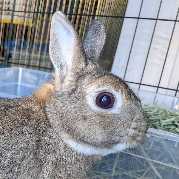 File:SneakyDragon-agouti-dwarf-profile.jpg