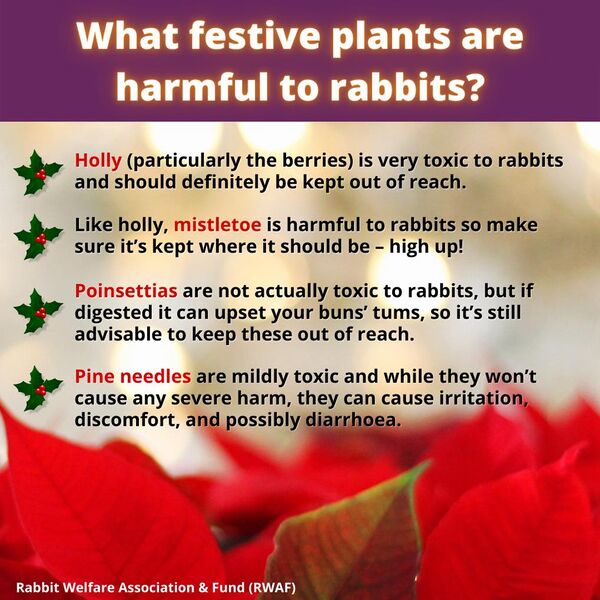 File:WhatFestivePlantsAreToxicToRabbits.jpg