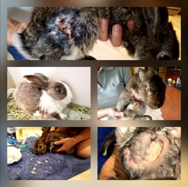 File:RabbitsChickensRoosters-EastCoastRabbitRescue1A.jpg