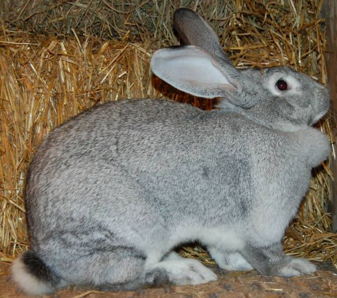 File:Breeds-flemishgiant-lightgray.jpg