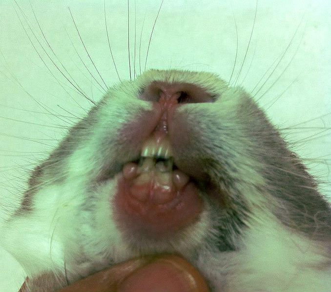 File:RabbitBitLiveWire1.jpg