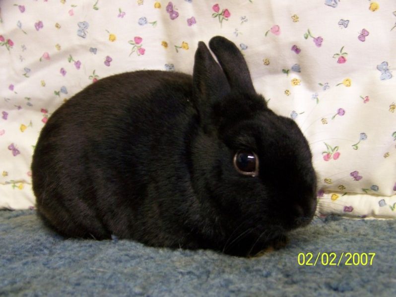 File:Breeds-polish-black.jpg